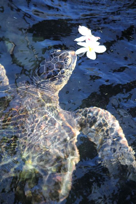 Green Sea Turtle Honu On Big Island Hawaii Green Sea Turtle Honu