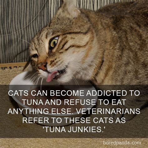 10 Amazing Cat Facts That You Probably Didnt Know Funny Animal Quotes