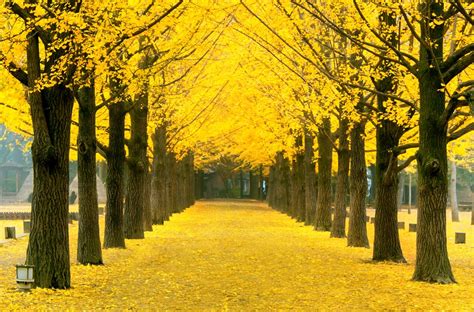 I have tour agency also working tour guide in korea. Row of yellow ginkgo tree in Nami Island, Korea | Halal ...