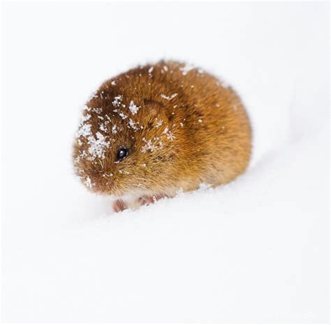 Snow Vole By Photographed By Irene Mei Wildlife Animals Cute Animals