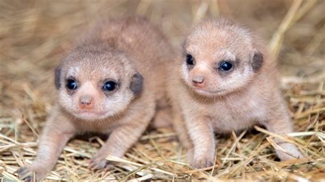 Zoo Miami Welcomes Baby Meerkats For First Time In Its History Nbc 6