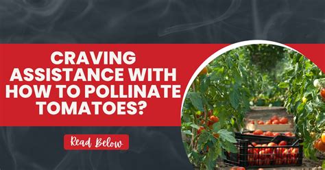 craving assistance with how to pollinate tomatoes read below the gardener info