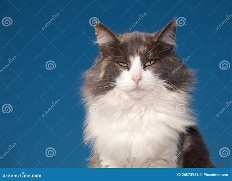 Diluted Calico Cat With An Attitude Stock Photo Image Of Domestic