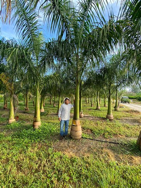 Royal Palm Parkland Falls Nursery