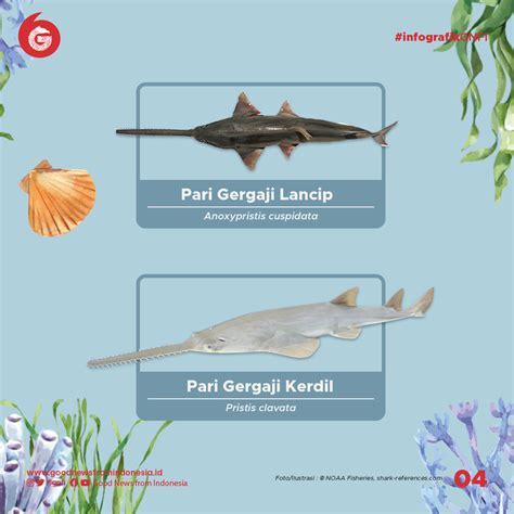Jenis Jenis Ikan Yang Dilindungi Di Indonesia Bagian 2 Infografik GNFI