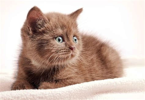 Fluffy Brown Cat