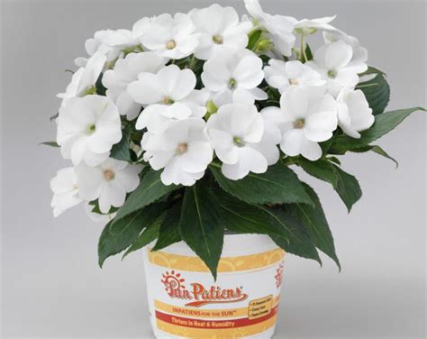 Sunpatiens Compact Classic White 6 Live Plants Etsy