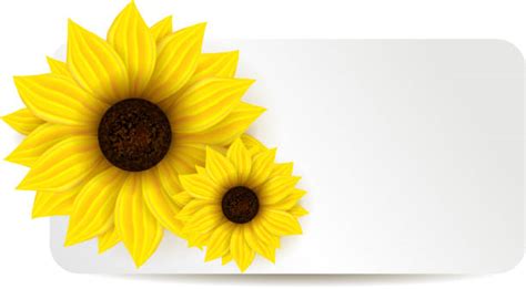 Sunflower Banner Pictures Illustrations Royalty Free Vector Graphics