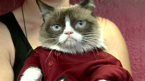 Internet Sensation Grumpy Cat Has Died At Age 7
