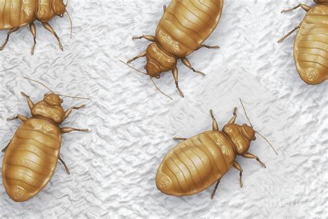 Bed Bugs Cimex Lectularius Photograph By Science Picture Co Fine Art