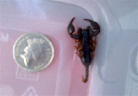 Charity Workers Horrified To See Venomous Scorpion Crawling Through