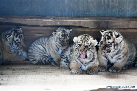 Cachorros De Tigre Siberiano En El Centro De Crianza De Felinos De