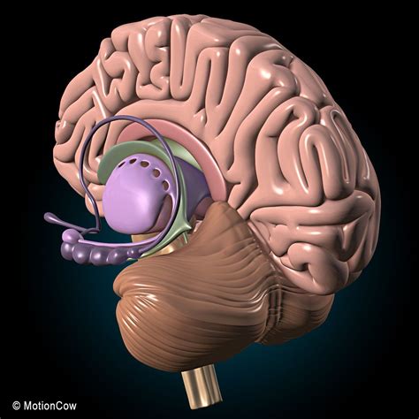 Human Anatomy Pumping Heart 3d Model Brain Anatomy Human Brain