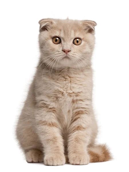 Portrait Of Scottish Fold Kitten Sitting 9 Weeks Old Against White