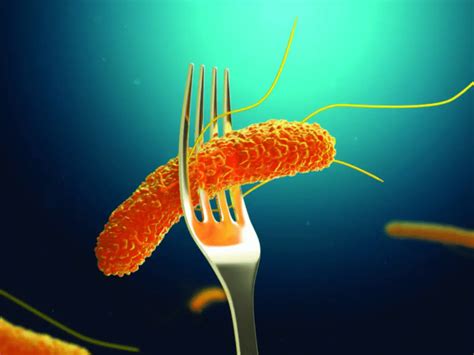 Salmonella ¿que Es Y Que Bacteria La Produce