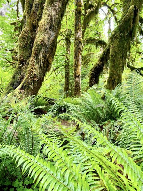 Hall Of Mosses Trail In Olympic National Park What You Need To Know