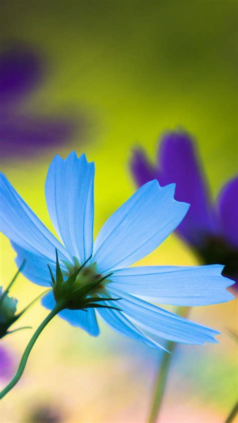 Blue And Purple Flowers Wallpaper Free Iphone Wallpapers