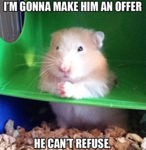 25 Adorable Hamster Memes That Will Surely Brighten Your Day Inspirationfeed