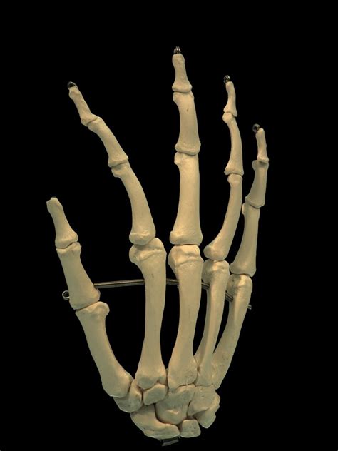 Pin By Matt Empson On Biology Skeleton Hands How To Draw Hands Cool