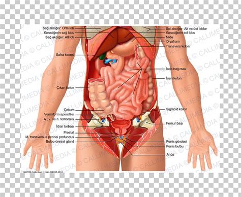 But with the use of smart technology, you can learn faster and master abdomen anatomy in no time! Abdomen Organ Human Body Pelvis Anatomy PNG, Clipart ...