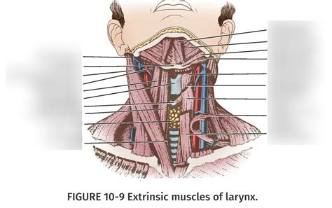 Extrinsic Muscles Of Larynx Diagram Quizlet
