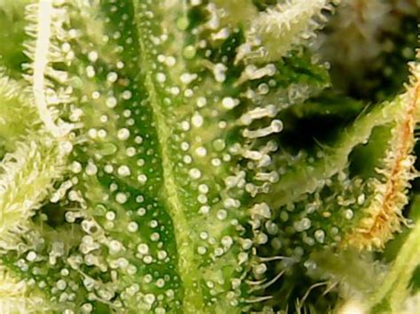 Buds Other Grow Question By Vikingfalconer Growdiaries