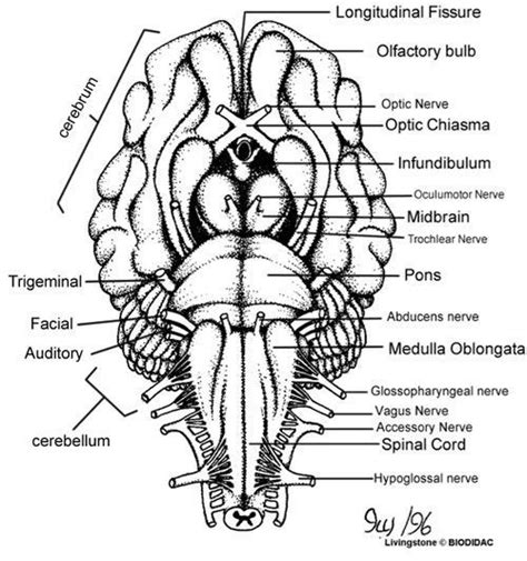 Gross Anatomy Of The Brain And Cranial Nerves Worksheet Anatomy