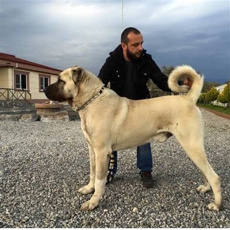 Kurdish Kangal Dog Uludağ Sözlük