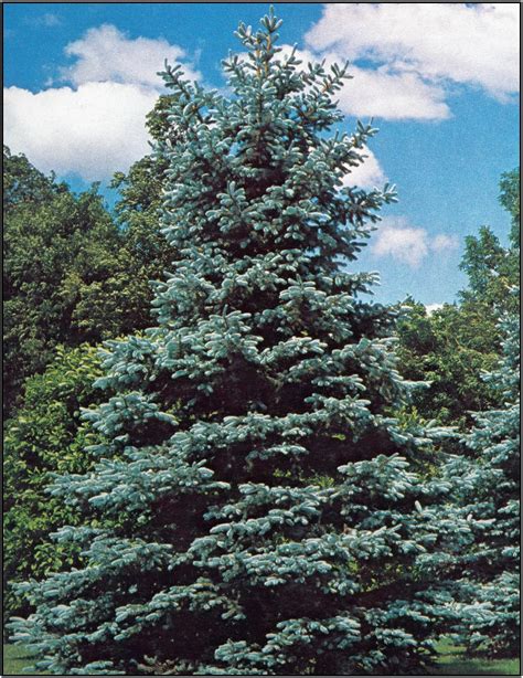 Hoopsi Blue Spruce 20m High 6m Widedense Pyramidal Evergreen