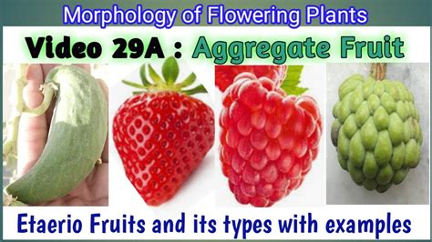 Aggregate Fruit And Its Types Etaerio Fruit Types Types Of