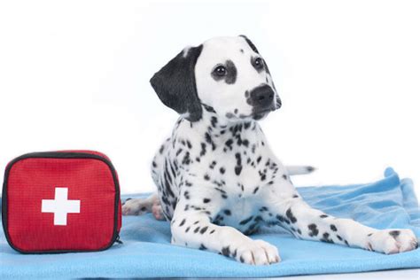 Dog First Aid Kit Essentials What To Include For Injuries And Emergencies