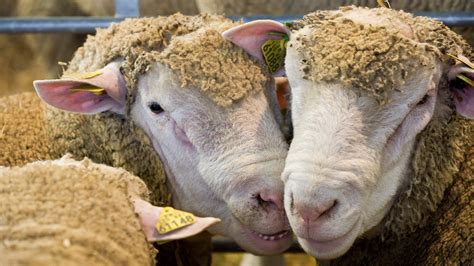 Offrir Un Mouton Pour L Aid - Alsace: un agriculteur retraité arrêté pour avoir abattu des moutons