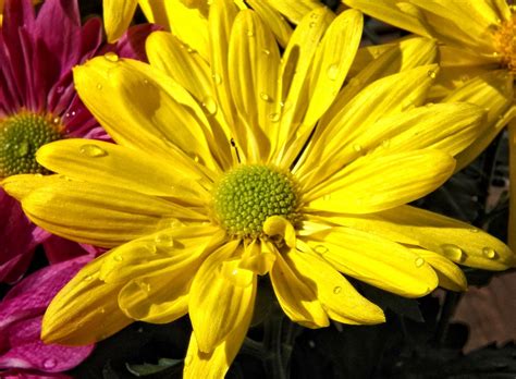 3840x2160 Resolution Close Up Photo Of Yellow Petaled Flower Hd