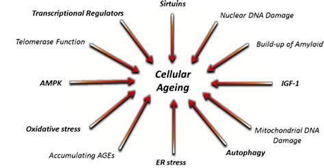 Cellular Ageing Mechanisms Many Cellular Signalling Mechanisms Have