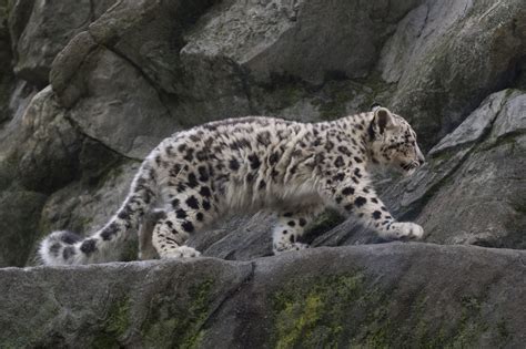 Photos See It Snow Leopard Cub Makes Debut At Bronx Zoo Pix11