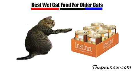 Rachael ray cat food review. 7 Best Wet Cat Food For Older Cats Reviews ( Apr. 2020 )
