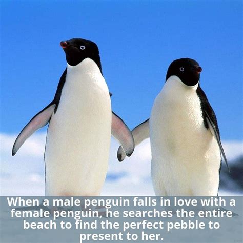 Penguin facts: Some amazing facts about penguins - Facts Arena | Penguin facts, Penguins funny 