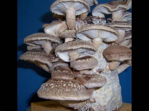 Inicio cultivo de setas cultivar setas en casa paso a paso. Cultivo de setas Shiitake en casa - YouTube