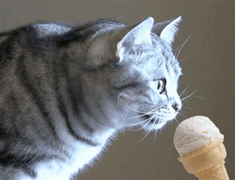 Cat Eating Ice Cream  Davidchirot