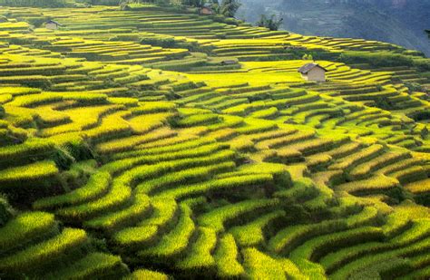 10 Best Rice Fields Rice Terraces Rice Paddies In Vietnam With Photos