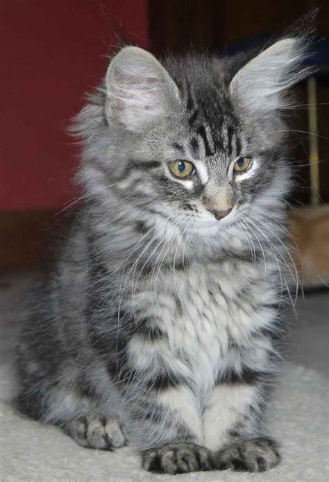 I have absorbed everything she taught me over the years and hope to do. The Grey Maine Coon - Maine Coon Expert