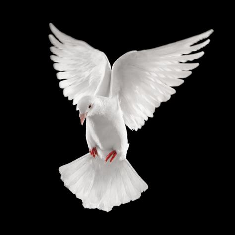 White Dove In Flight Stock Photo By ©ifong 9025405