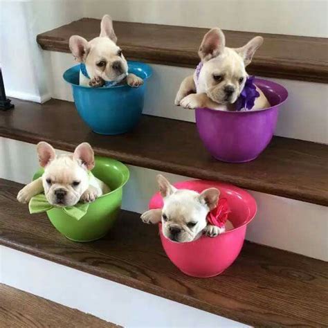 If there is one troublesome thing comes to mind about having a french bulldog is encountering potential. Teacup French Bulldog Puppies, Frenchies #teacupdogslist # ...