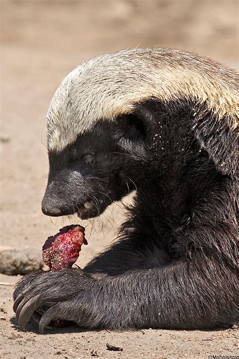 4 Reasons Why You Should Never Mess With Honey Badgers