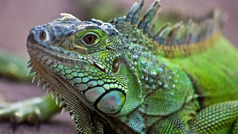 Bashing Iguana Heads Florida Researchers Smash Reptiles For Project