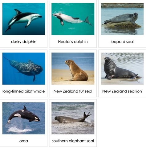 Marine Mammals Of New Zealand Ami Digital