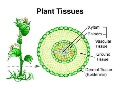 Plant Tissues Part 1 Photos