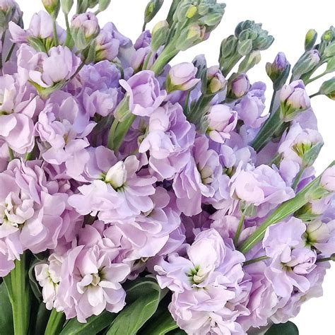 Stock Flowers Pack 80 Stems More Colors Available Ebloomsdirect