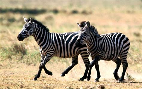 Free Download Zebra Hd Wallpapers High Definition Free Background