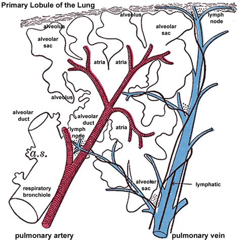 Lung Lobule Anatomy Anatomy Diagram Source